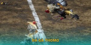 Đá Gà Thomo Fi88 – Trực Tiếp Mọi Trận Cầu Kinh Điển