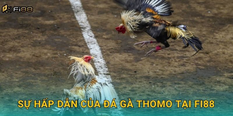 Sự Hấp Dẫn Của Đá Gà Thomo Tại Fi88
