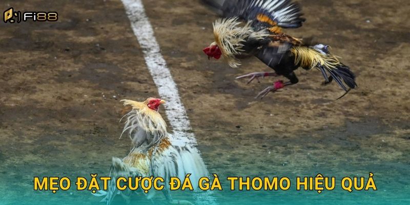 Mẹo Đặt Cược Đá Gà Thomo Hiệu Quả