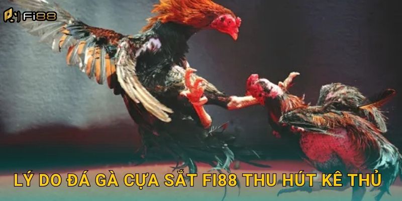 Lý Do Đá Gà Cựa Sắt Fi88 Thu Hút Kê Thủ