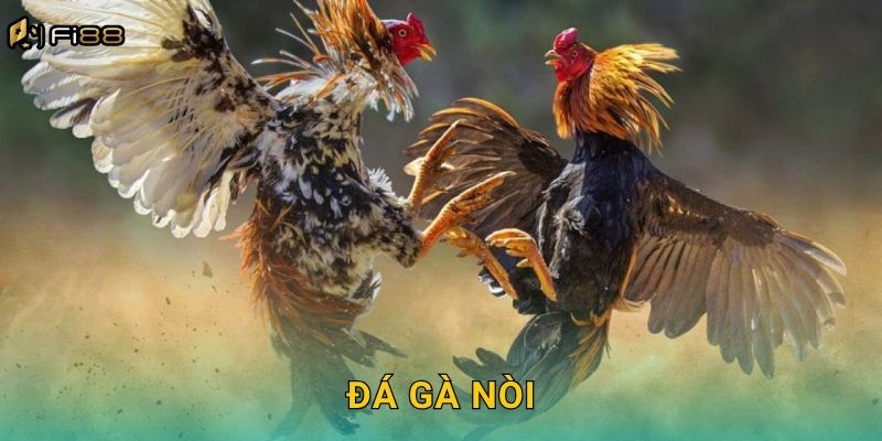 Đá Gà Nòi Fi88 – Giống Gà Chiến Trứ Danh Của Việt Nam