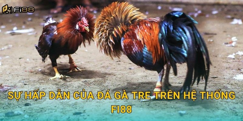 Sự Hấp Dẫn Của Đá Gà Tre Trên Hệ Thống Fi88