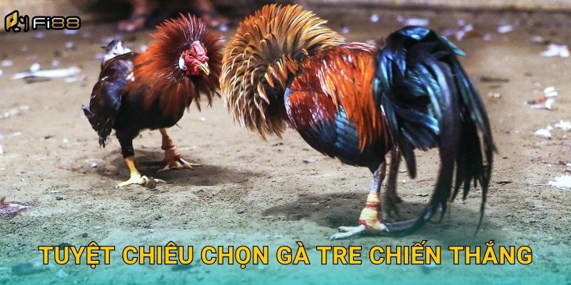 Tuyệt Chiêu Chọn Gà Tre Chiến Thắng