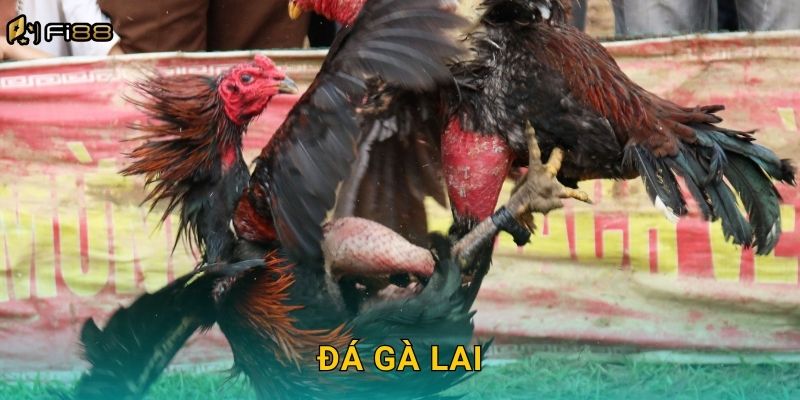 Đá Gà Lai Fi88 – Kết Hợp Sức Mạnh và Tốc Độ