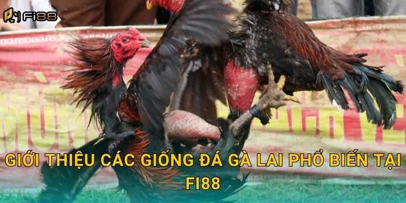 Giới Thiệu Các Giống Đá Gà Lai Phổ Biến Tại Fi88