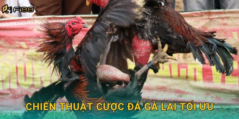 Chiến Thuật Cược Đá Gà Lai Tối Ưu