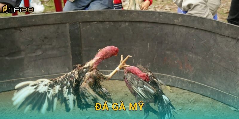 Đá Gà Mỹ Fi88 – Phong Cách Chiến Đấu Mạnh Mẽ, Quyết Liệt