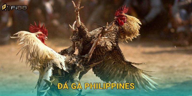 Đá Gà Philippines Fi88 – Các Giải Đấu Chuyên Nghiệp Nhất