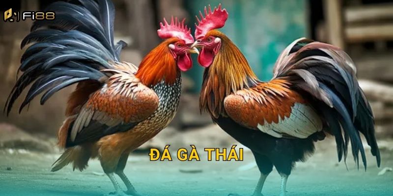 Đá Gà Thái Fi88 – Sức Bền Bỉ Và Kỹ Thuật Tuyệt Vời