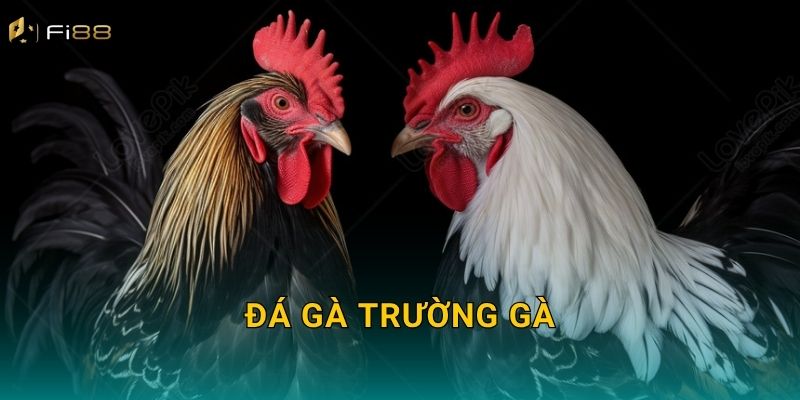 Xem Đá Gà Trường Gà Fi88 – Trải Nghiệm Chân Thực