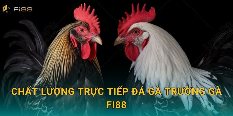 Chất Lượng Trực Tiếp Đá Gà Trường Gà Fi88