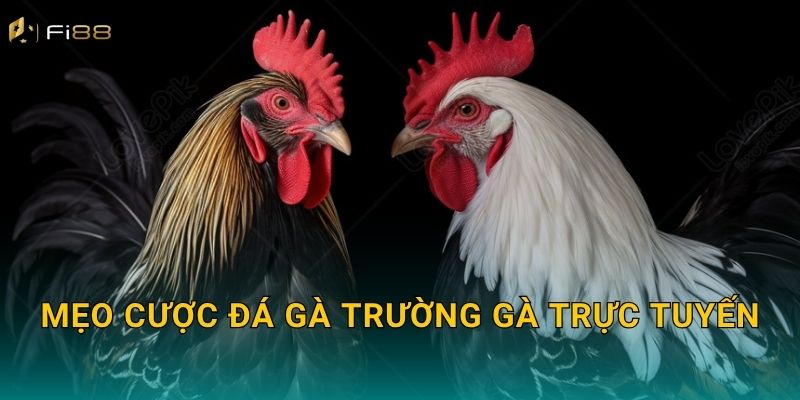 Mẹo Cược Đá Gà Trường Gà Trực Tuyến