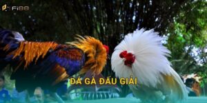 Cá Cược Đá Gà Đấu Giải Fi88 – Cân Tài Cân Sức