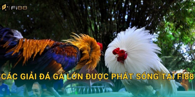 Các Giải Đá Gà Lớn Được Phát Sóng Tại Fi88