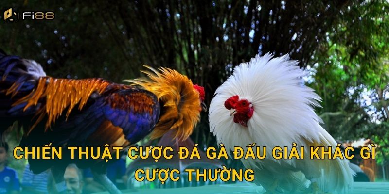 Chiến Thuật Cược Đá Gà Đấu Giải Khác Gì Cược Thường