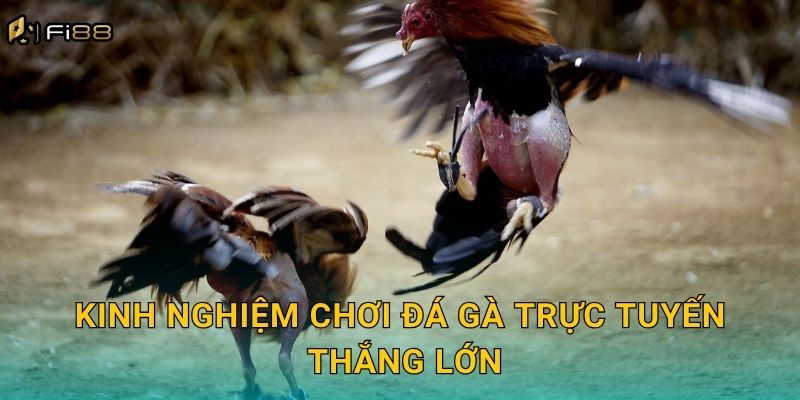 Kinh Nghiệm Chơi Đá Gà Trực Tuyến Thắng Lớn