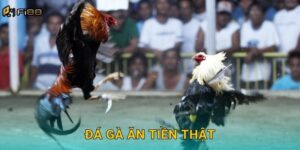Đá Gà Ăn Tiền Thật Fi88 – Cá Cược Hấp Dẫn, Nhận Thưởng Lớn