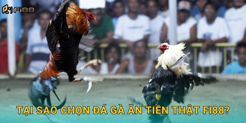 Tại Sao Chọn Đá Gà Ăn Tiền Thật Fi88?