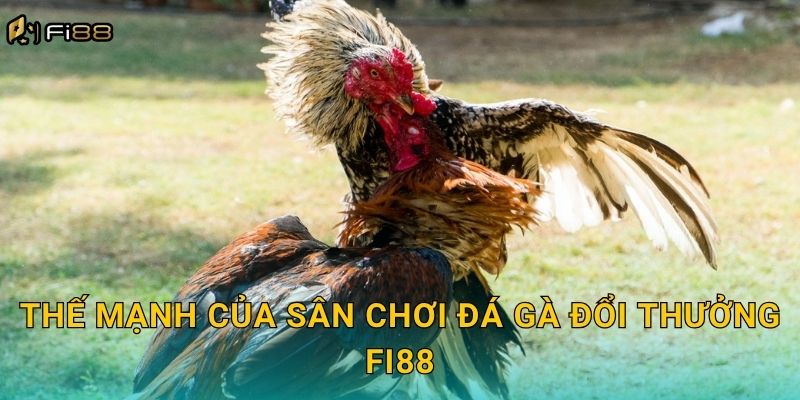 Thế Mạnh Của Sân Chơi Đá Gà Đổi Thưởng Fi88